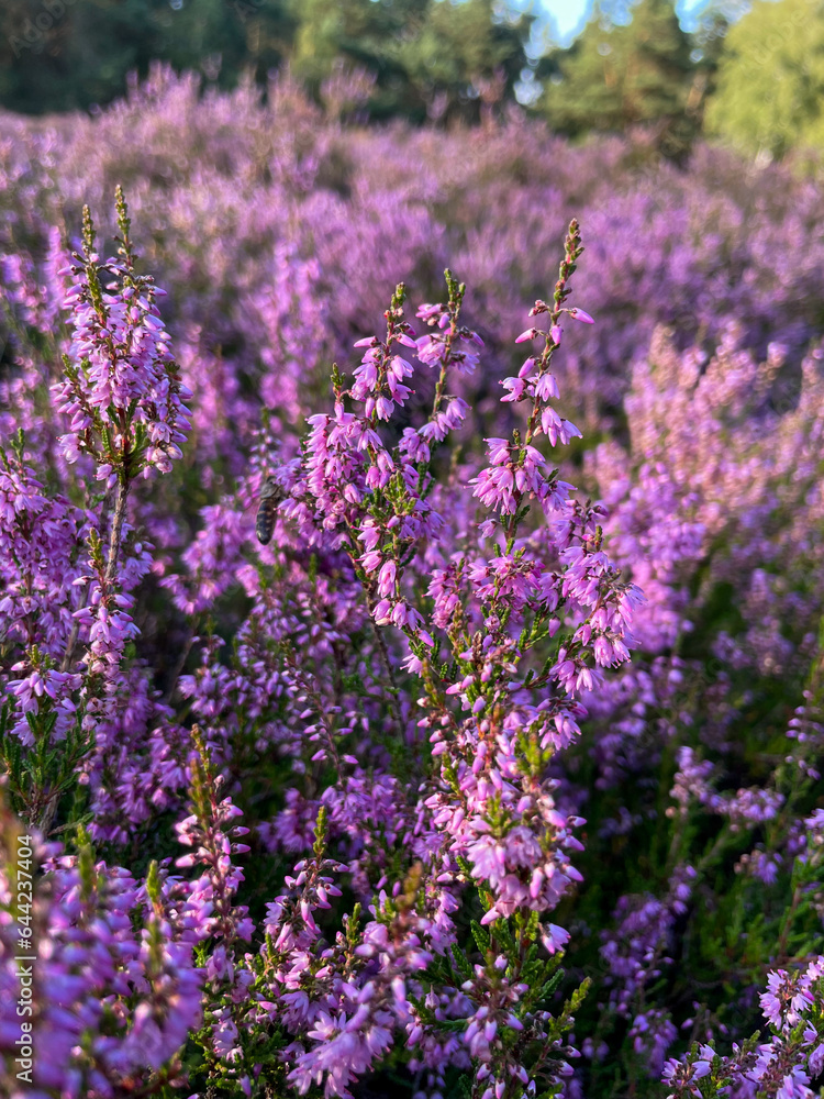 Stunning view of blooming heath with pink purple heather flowers in famous nature park Lueneburger Heide in North Germany
Stunning view of blooming heath with pink purple heather flowers in famous nature park Lueneburger Heide in North Germany