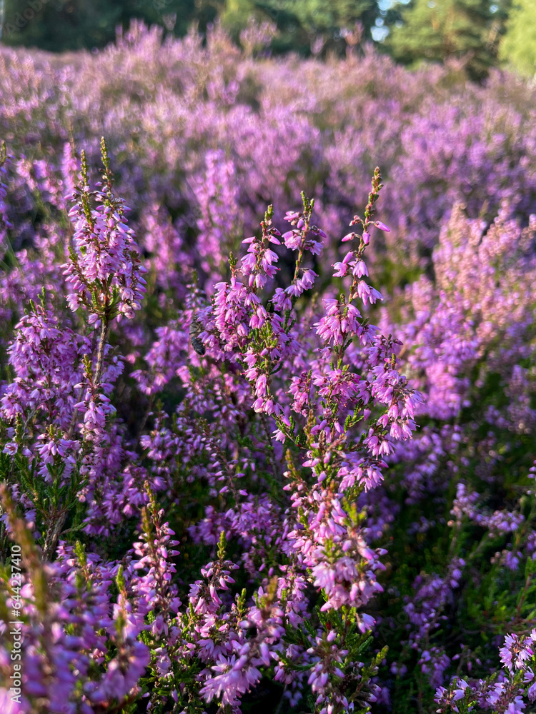 Naklejka premium Stunning view of blooming heath with pink purple heather flowers in famous nature park Lueneburger Heide in North Germany 