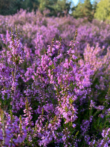 Stunning view of blooming heath with pink purple heather flowers in famous nature park Lueneburger Heide in North Germany 