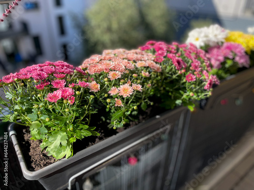 Fototapeta Naklejka Na Ścianę i Meble -  Pink purple blooming Chrysanthemum flowers in decorative flower pots hanging on balcony fence high angle view, floral wallpaper background with autumn balcony flowers