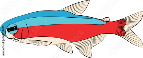 red blue neon cardinal tetra, paracheirodon axelrodi freshwater fish family characidae aquarium tropical freshwater fish graphic illustrations contour lines drawn.