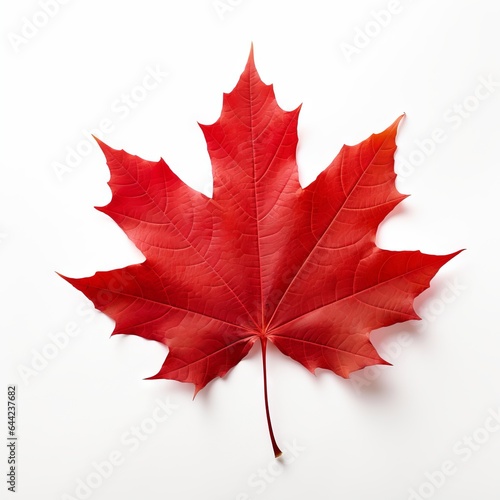 Photo of Red Maple Leaf isolated on a white background