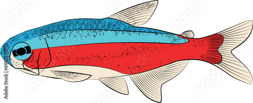 red blue neon cardinal tetra, paracheirodon axelrodi freshwater fish family characidae aquarium tropical freshwater fish graphic illustrations contour lines drawn.