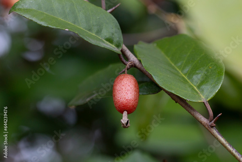 close up Elaeagnus pungens is a species of flowering plant in the family Elaeagnaceae photo