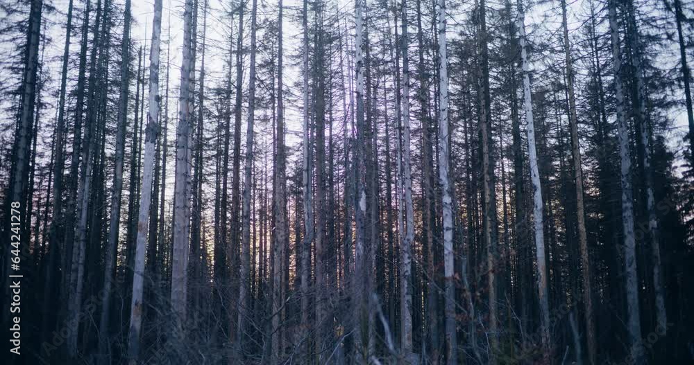 View of Forest In Night Dark Forest Woods View of Forest In Night Dark Forest Woods