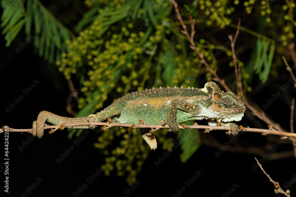 Gorgeous colors of the Midlands Dwarf Chameleon (Bradypodion thamnobates)