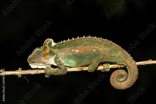 Gorgeous colors of the Midlands Dwarf Chameleon (Bradypodion thamnobates)