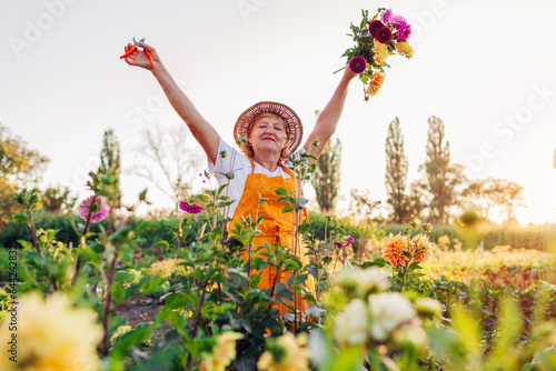Obraz na plátně Happy senior gardener picking stems of dahlias on rural flower farm raising arms