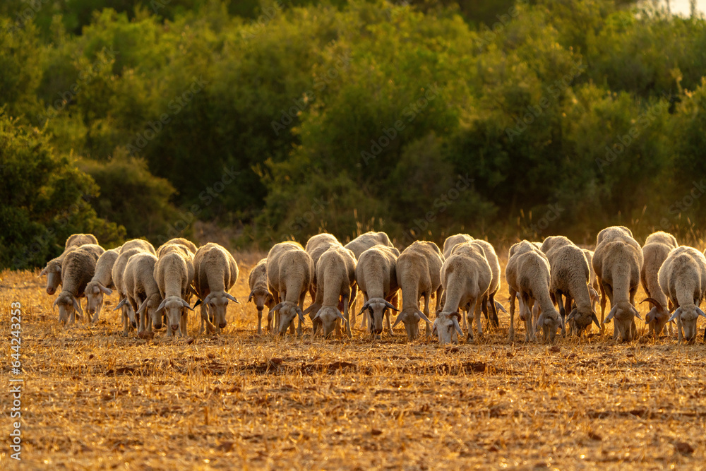 Fototapeta premium Sheep grazing in the field after harvest