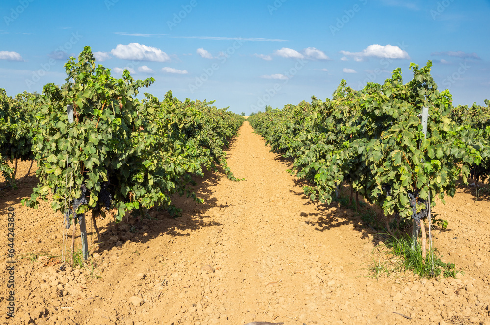 Cultivo de viñas en espalderas. Hileras de viñas con sus uvas ya maduras y listas para la cosecha.