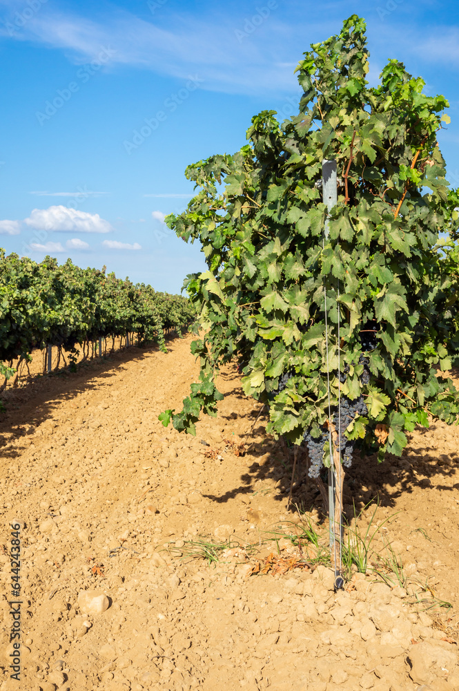 Hileras de viñas en espalderas con uvas maduras, preparadas para su cosecha.