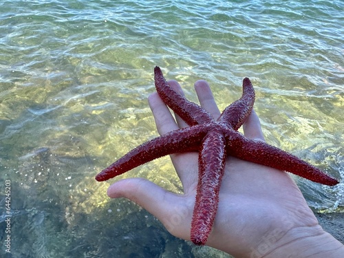 Sea star in the hands of a man. Sea animal, red inhabitant of the sea. There is a starfish in the palm of your hand.