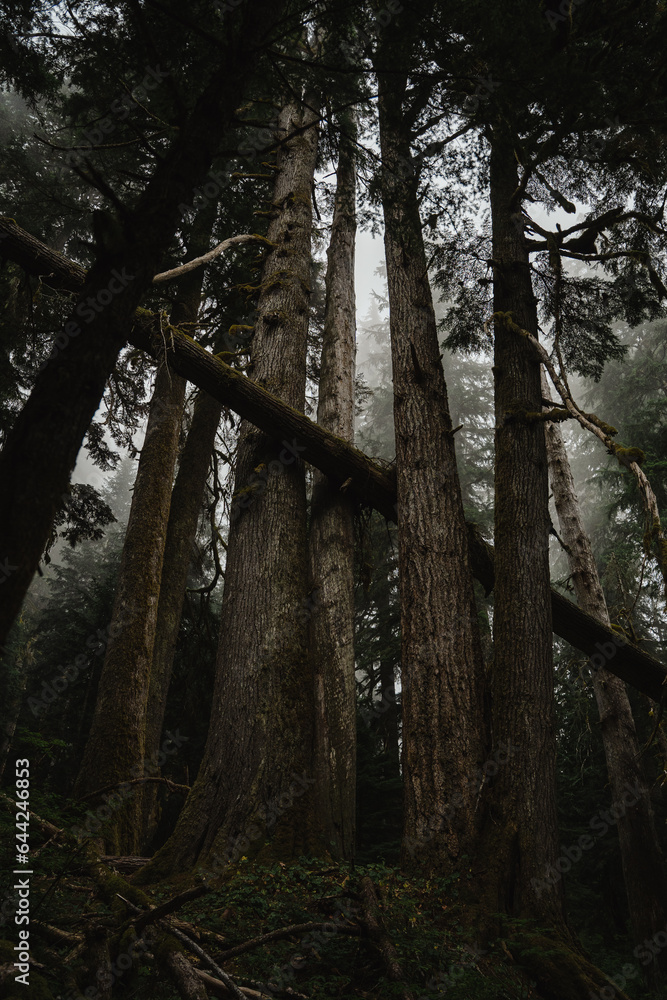 Fallen tree in the foggy forest. Hoh river, Olympic National park, Washington USA Fallen tree in the foggy forest. Hoh river, Olympic National park, Washington USA