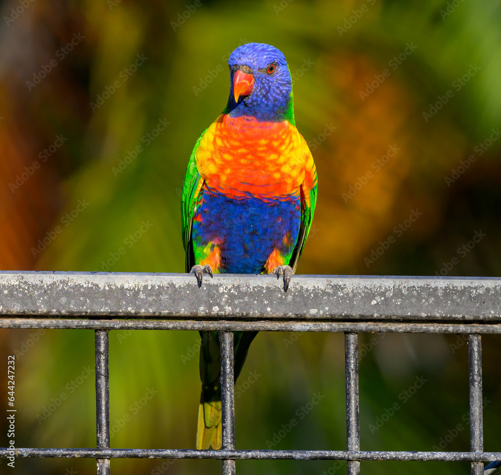 rainbow lorikeet sitting on metal fence