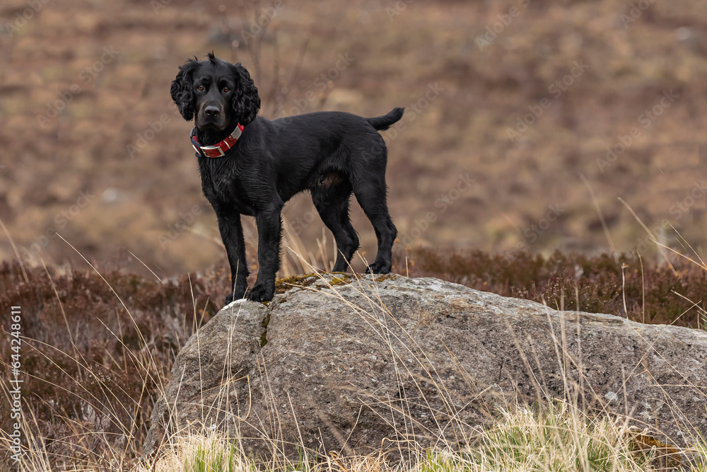 Black Working Cocker Spaniel dog stood on a large rock Black Working Cocker Spaniel dog stood on a large rock