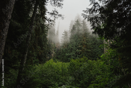 Foggy sky through the forest. Hoh river, Olympic National park, Washington USA © Mitchell