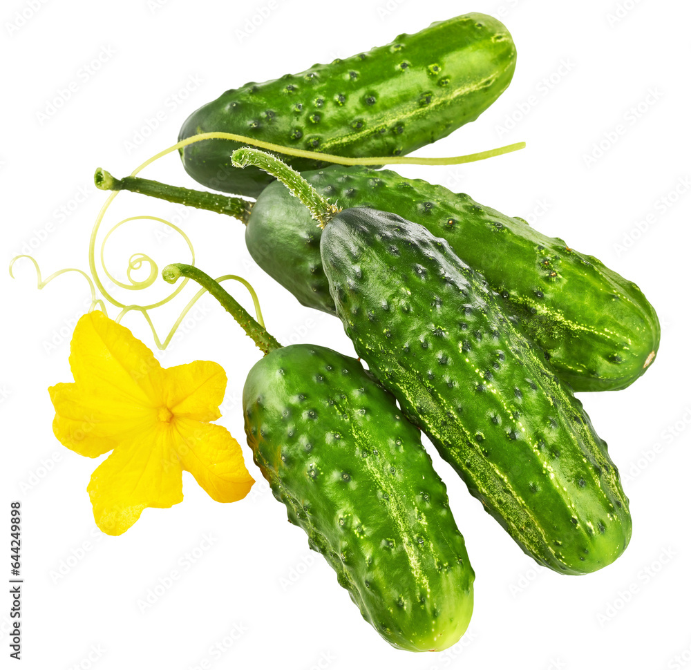 Fresh cucumbers with yellow flowers and green leaves. Green ripe cucumber vegetables. Organic food. Isolated on white background. PNG Fresh cucumbers with yellow flowers and green leaves. Green ripe cucumber vegetables. Organic food. Isolated on white background. PNG