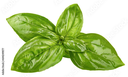 Fresh green basil leaves. Basil organic herb leaf. Isolated on white background. PNG