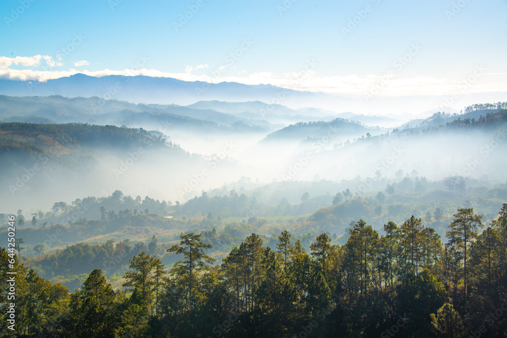 Paisaje de amanecer en Siguatepeque, Comayagua, Honduras. Con niebla y pinos.
