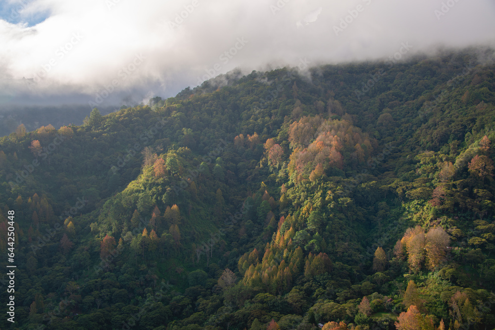 Paisaje de amanecer en Parque Nacional La Tigra, Tegucigalpa, Honduras. Con Liquidambar y pinos.