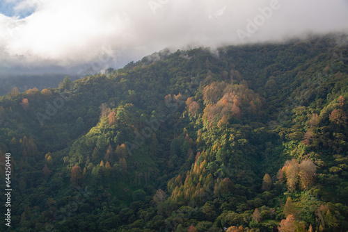 Paisaje de amanecer en Parque Nacional La Tigra, Tegucigalpa, Honduras. Con Liquidambar y pinos. photo