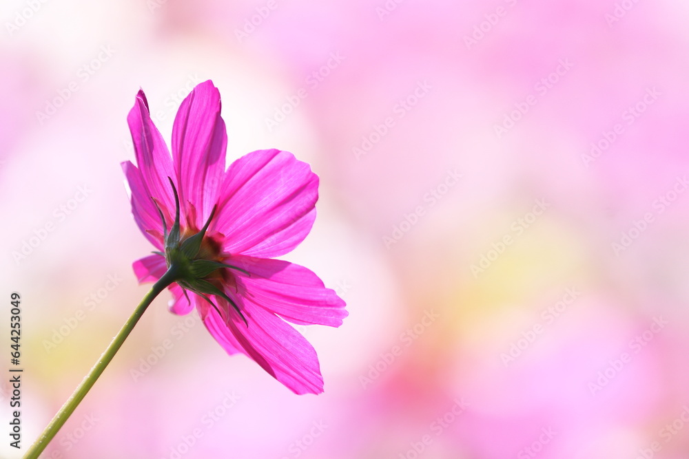 美しく輝くピンクのコスモスの花 美しく輝くピンクのコスモスの花