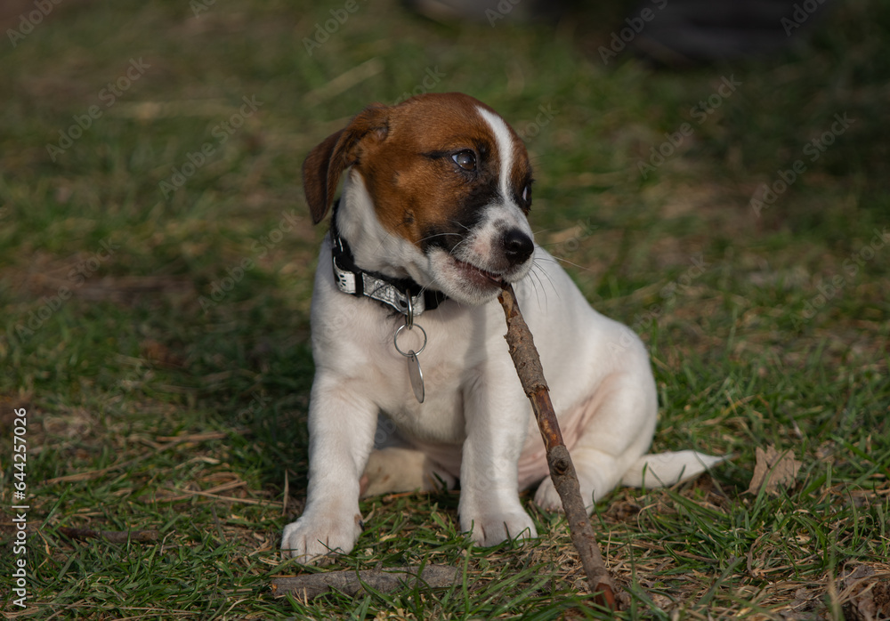 Young Jack Russel Terrier puppy is playing with a spike