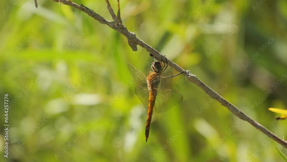 Dragonfly hanging from branch of a tree Dragonfly hanging from branch of a tree