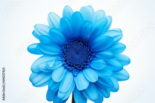 Blue gerbera daisy on transparent background. Generative AI
