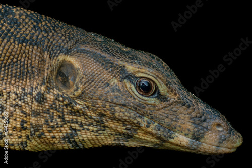 photo head Water Monitor Lizard closeup in black background  animal closeup 