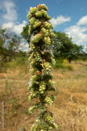 Echium italicum plant from Tihany Peninsula, Hungary