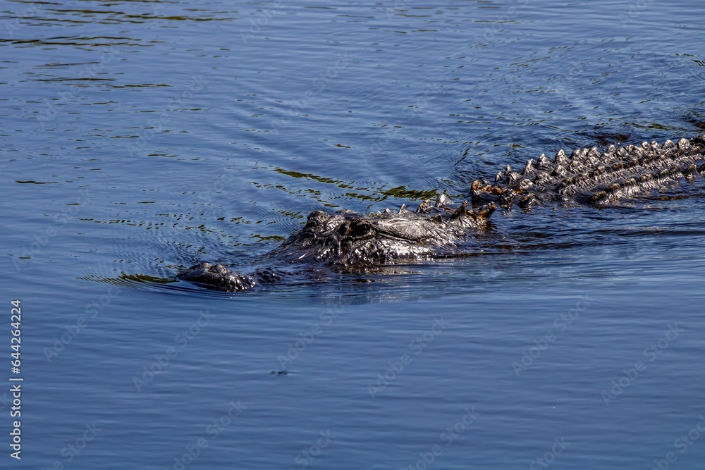 alligator in the swamp alligator in the swamp
