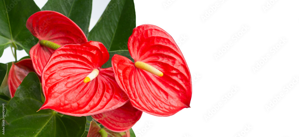 Fototapeta premium Flamingo flower or pigtail anthurium
