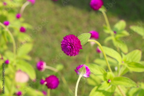 Globe amaranth or bachelor button flower