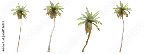 Coconut tree isolated on transparent background 3d rendering png