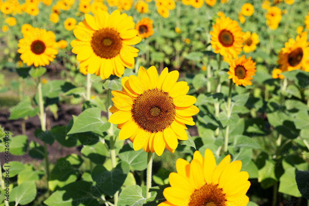 Sunflower field, Beautiful summer landscape. Sunflower field, Beautiful summer landscape.