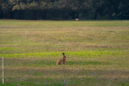 rabbit in the field © Vedran