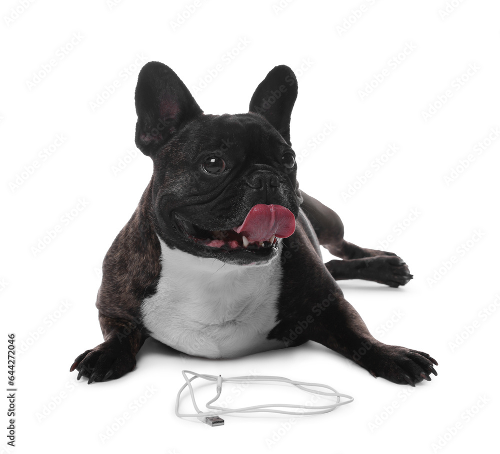 Naughty French Bulldog with wire of USB cable on white background