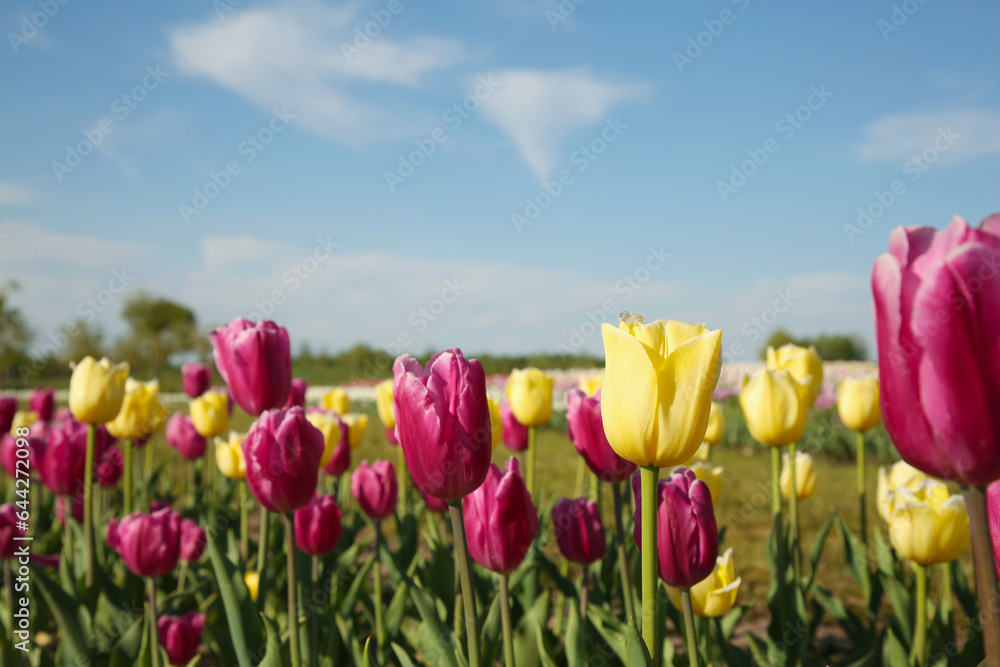 Beautiful colorful tulip flowers growing in field on sunny day, closeup Beautiful colorful tulip flowers growing in field on sunny day, closeup