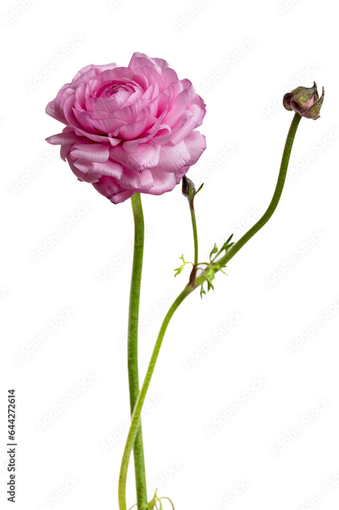 single pink ranunculus on white background single pink ranunculus on white background