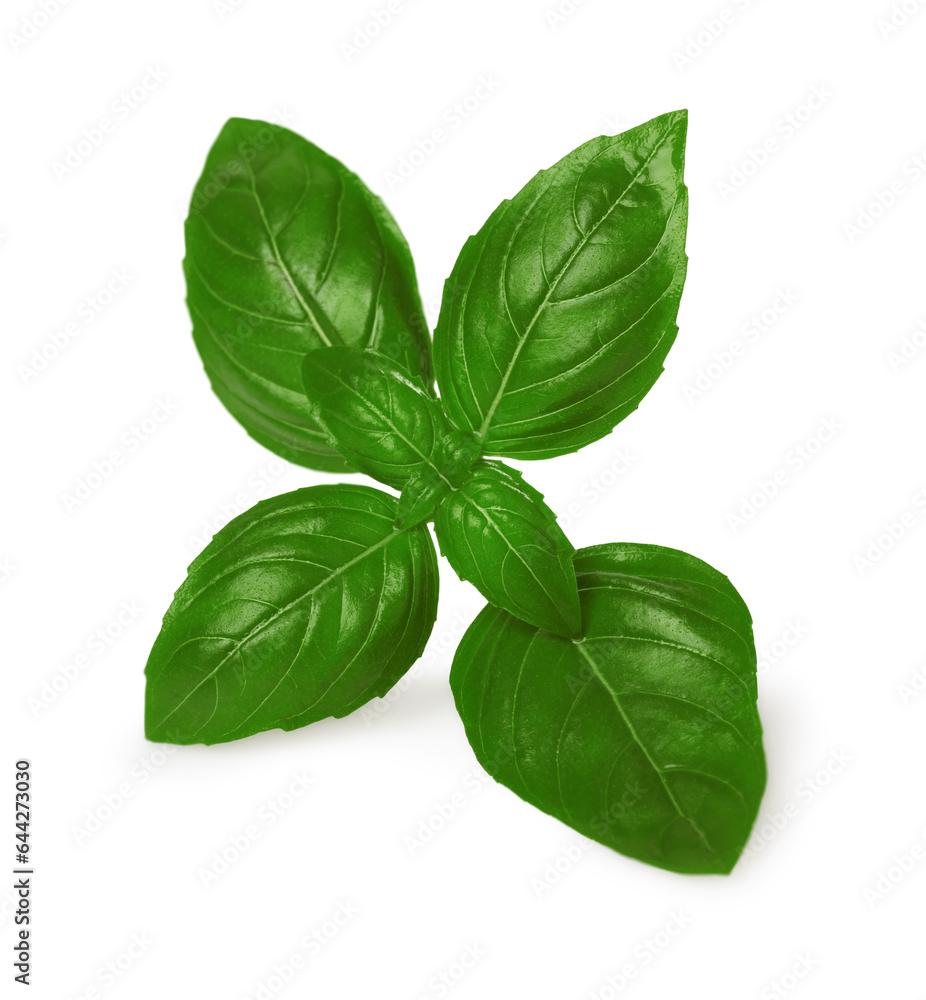 Fresh green basil leaves isolated on white Fresh green basil leaves isolated on white