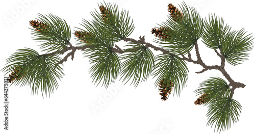 Christmas composition ,branches of a Christmas tree , cedar and cones. illustration. on transparent, png,