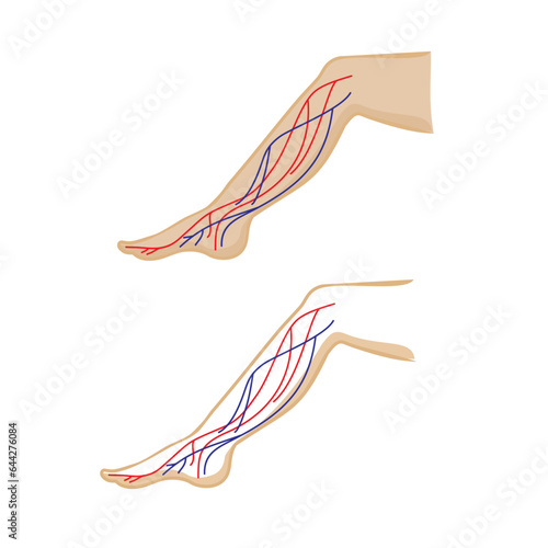 vector, drawing of veins and arteries human legs