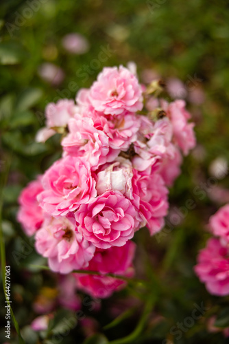 Pink roses growing in a public garden in Rome Italy in the summer