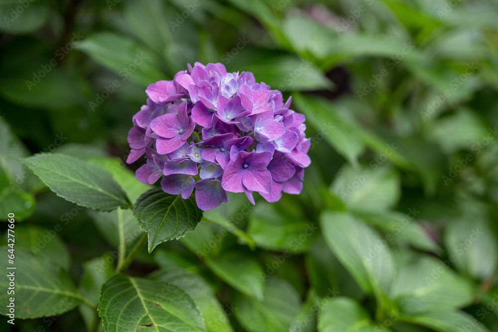 Hydrangea deep purple flowers in detail. Hydrangea deep purple flowers in detail.