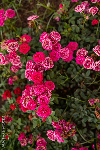 Hot pink roses growing in a public garden in Rome Italy in the summer