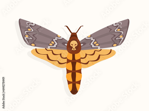 Butterfly top view concept. Adorable insect with colorful patterns on wings. Biology and zoology. Animal wild life and ecosystem. Cartoon flat vector illustration isolated on white background