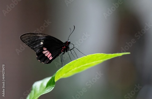 Black butterfly with red spots perched on a leaf up close in Detroit zoo