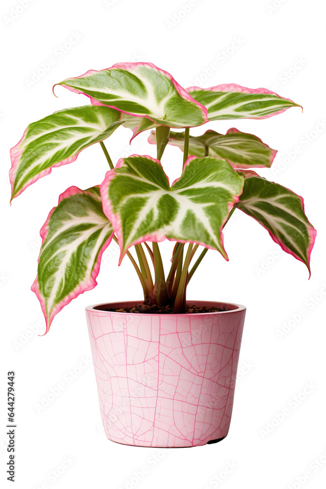 Caladium bicolor variegated in a flowerpot on a white background Caladium bicolor variegated in a flowerpot on a white background