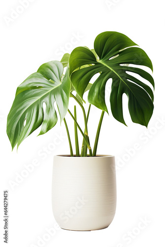 Potted Monstera isolated on white background PNG